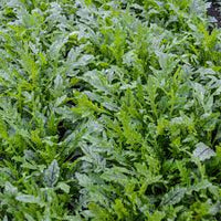 Nemesis – Wild Arugula Seed