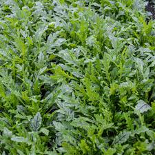 Nemesis – Wild Arugula Seed