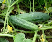 Marketmore  – Cucumber Seed