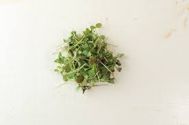 Kale, Kalefetti Mix – Organic Microgreen Seed