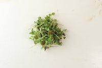 Kale, Kalefetti Mix – Organic Microgreen Seed