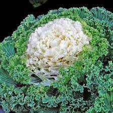 Kale- Ivory Garden