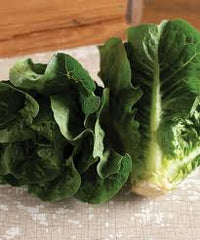 Salanova Red Gem – Pelleted Lettuce Seed