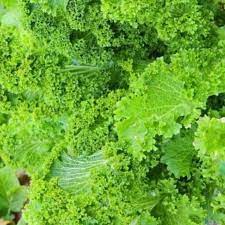 Mustard Greens- Southern Giant Curled