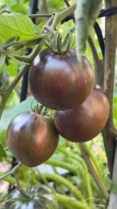 Captain Lucky – Organic Tomato Seed