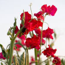 Sweetpea- Royal Crimson