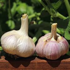 Music – Organic Garlic Bulbs