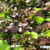 Five Star Greenhouse Lettuce Mix – Lettuce Seeds