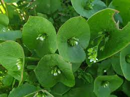 Miner's Lettuce