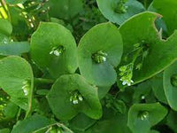 Miner's Lettuce