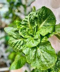 Chalupa – Organic Romaine Lettuce Seeds