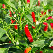 Chilli Hybrid Vasudha Vegetable Seeds