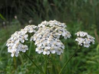 The Pearl – Yarrow Seed