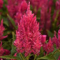 Sunday? Bright Pink – Celosia Seed