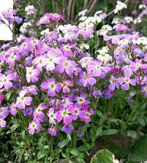 Stock, Virginian- Spring Sparkle