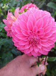 Dahlia- Glenmarc Rufus (Tuber)