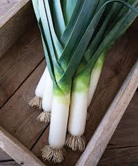 Megaton – Organic Leek Seed