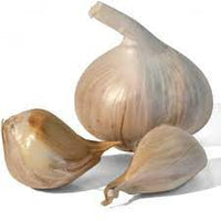 Elephant Garlic
