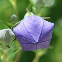Komachi Balloon Flower Seeds