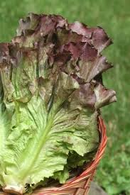 Lettuce- Ruby Red