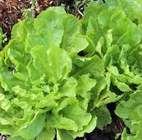 Endive- Batavian Broadleaf