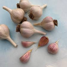 Music – Garlic Bulbs