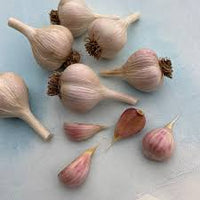 Music – Garlic Bulbs