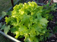 Lettuce- Australian Yellow Leaf