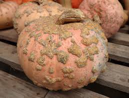 Galeux d’Eysines – Pumpkin Seed