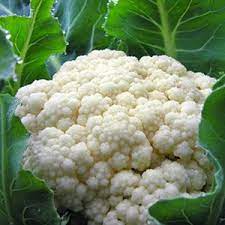 Cauliflower- Early Jesi