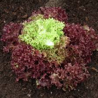 Lettuce Lollo Rossa Vegetable Seeds