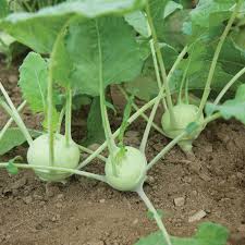Quickstar – Kohlrabi Seed