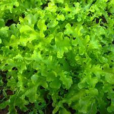 Lettuce- Salad Bowl Green 25g