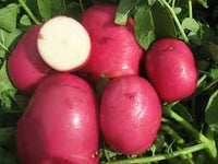 Dark Red Norland – Organic Potatoes Seed