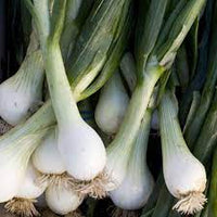 Bunching Onion- White Lisbon