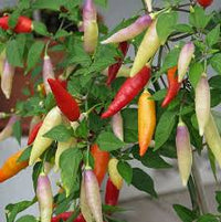 Mojo – Aji Pepper Seed