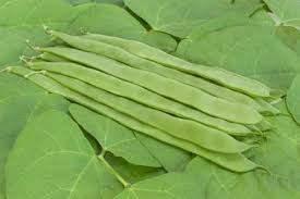 Helda – Organic Bean Seed