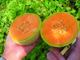 Sugar Cube – Melon Seed