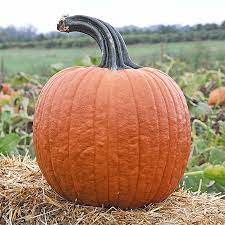 Cronus Pumpkin Seeds for Planting – Non-GMO, Heirloom Vegetable Seeds for Your Garden