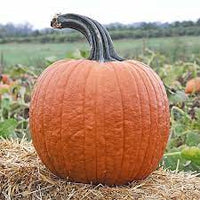 Cronus Pumpkin Seeds for Planting – Non-GMO, Heirloom Vegetable Seeds for Your Garden