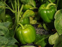 Procraft – Bell Pepper Seed