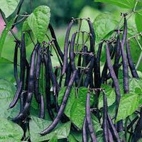 Dwarf Beans Purple Queen Vegetable Seeds
