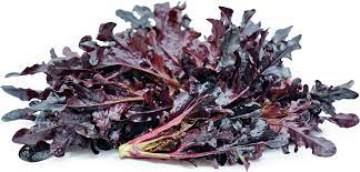 Lettuce- Oakleaf Red