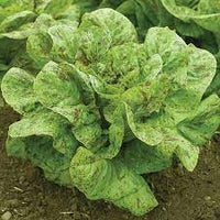 Flashy Trout Back – Organic Lettuce Seed