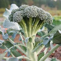 Monflor – One-Cut Broccoli Seeds