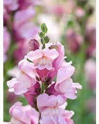 Potomac Lavender Snapdragon Seed