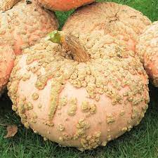 Pumpkin- Galeux D'eysines 25g