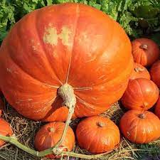 Pumpkin- Big Max