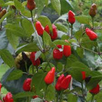 Chilli- Scorpion Tongue Black