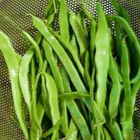 Northeaster – Organic Bean Seed
